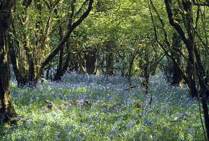 bluebells