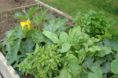 veggie plot