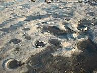 photo of fossil ammonites exposed in limestone pavement