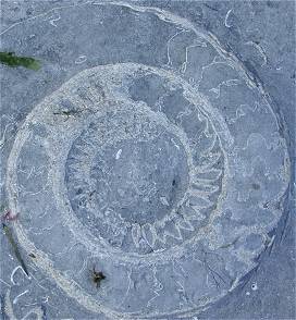 photo of large ammonite fossil