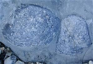 photo of bivalve fossil