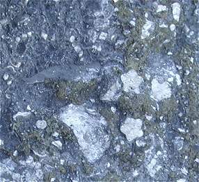 photo of crinoid stem disc fossils