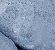 photo of trace fossil burrows and ammonites