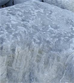 photo of trace fossil burrows