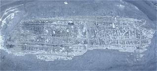 photo of fossilised wood