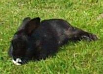 photograph of real rabbit