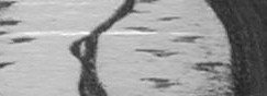 greyscale photo in GIF format